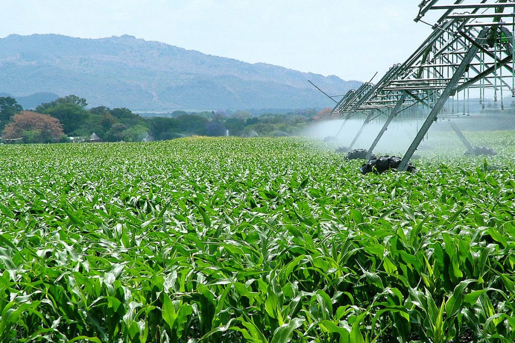 La agroindustria aportó el 92% de las divisas entre 2020 y 2024