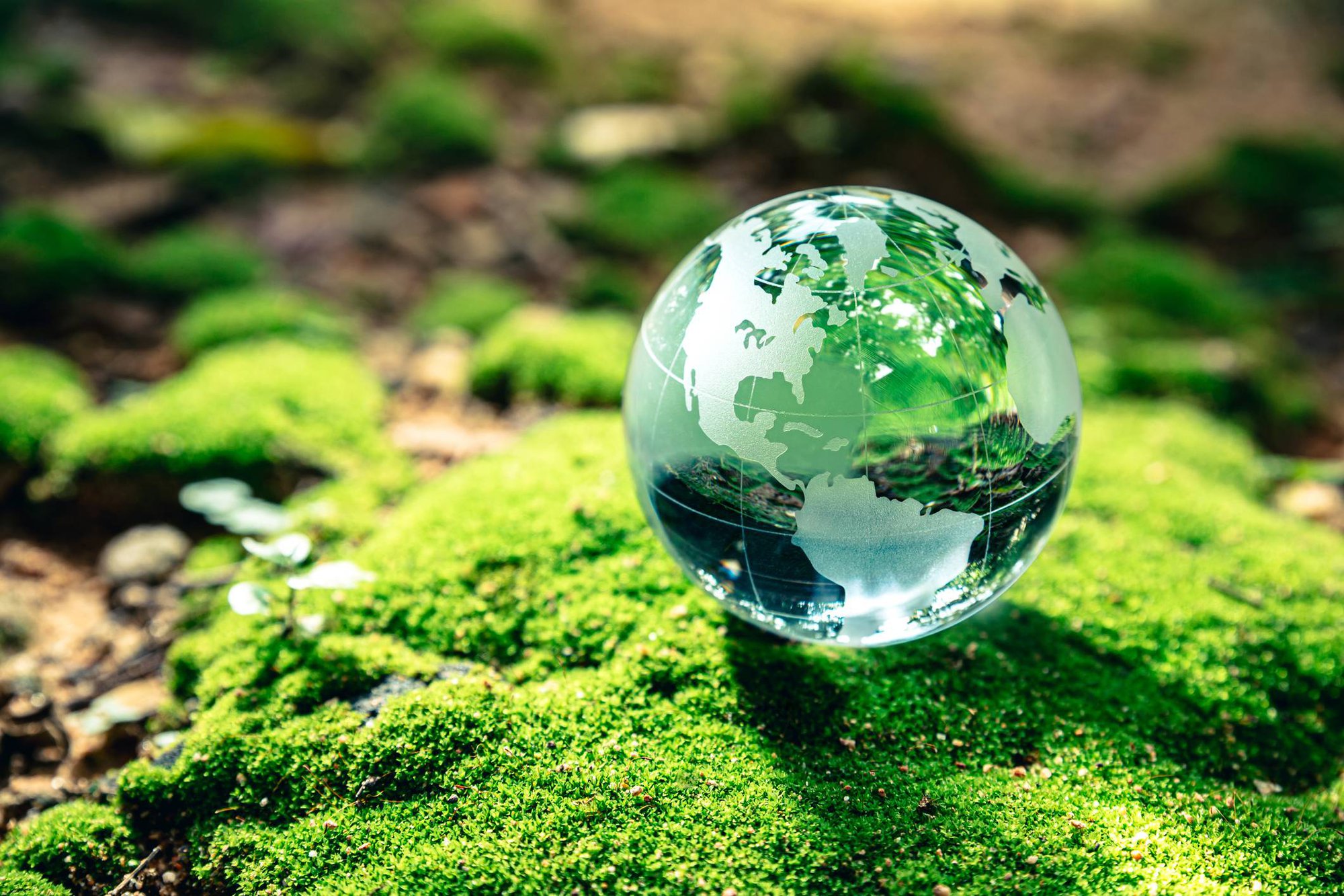 Importancia del Día Mundial del Ambiente para las Empresas