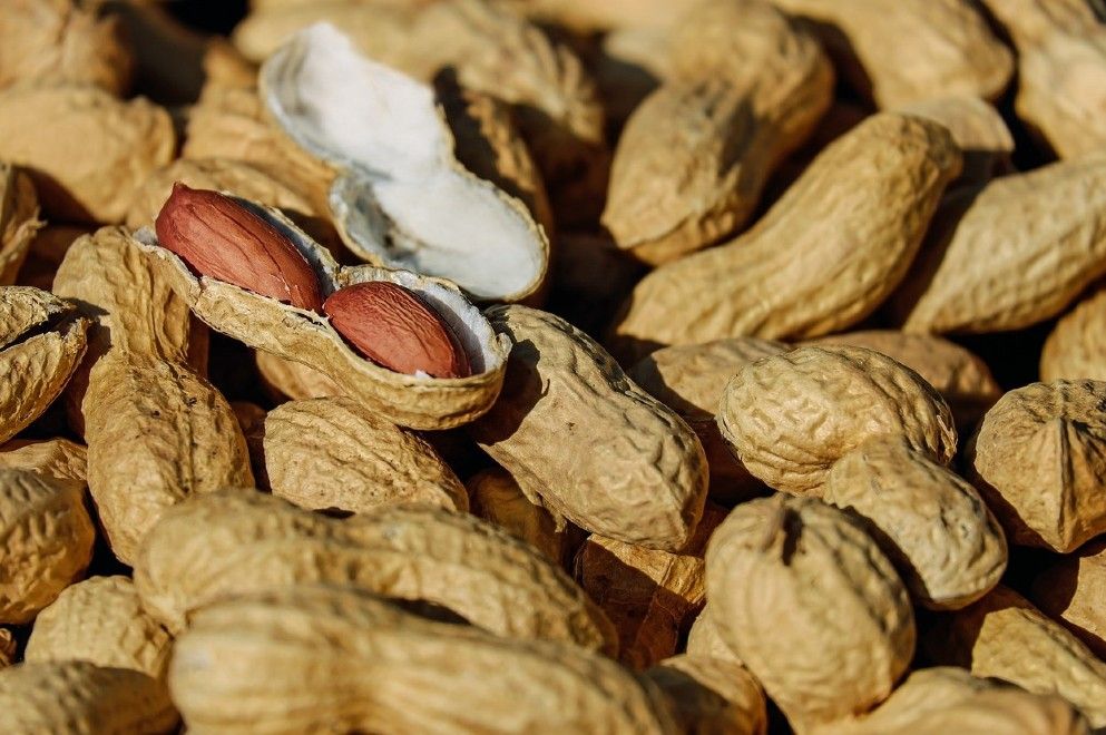 Argentina es el mayor exportador mundial de maní