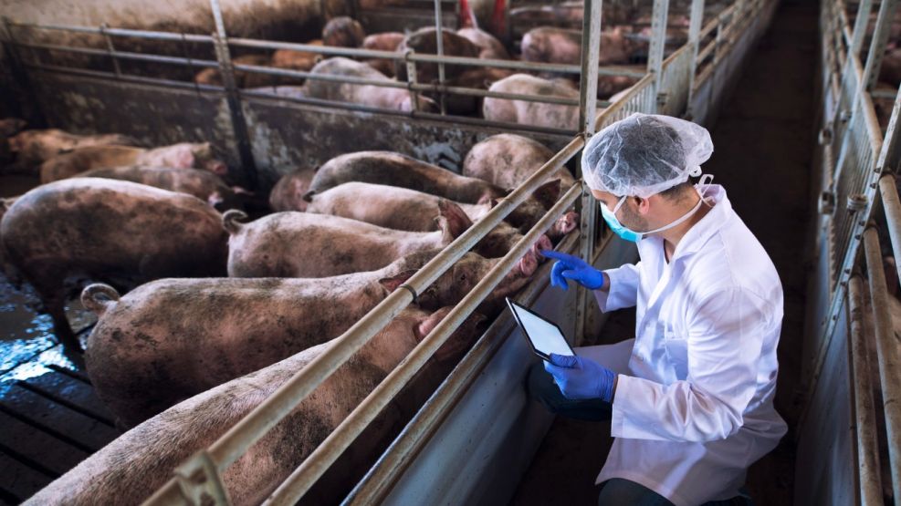 Los desafíos de la cadena porcina en la MECA 2025
