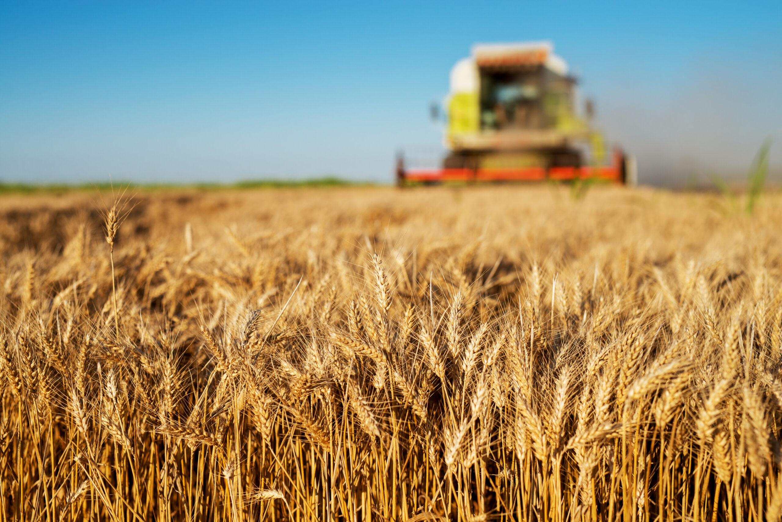 Proyectan cosecha récord de 154,8 millones de toneladas para la campaña 2025/26