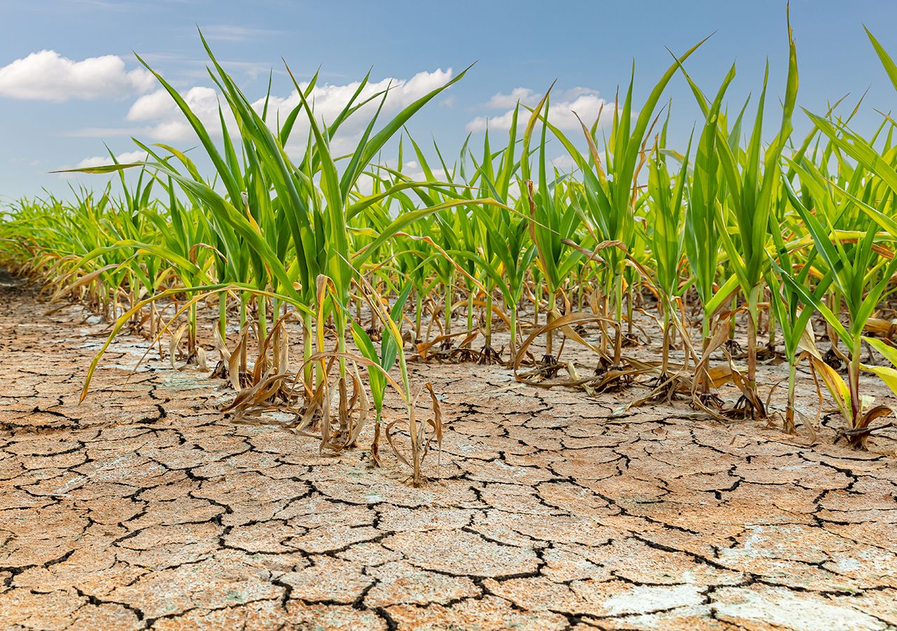Alertan por falta de lluvias en el sur cordobés en febrero, marzo y abril