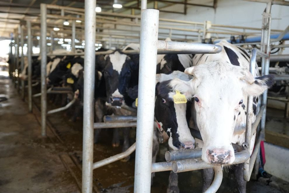 Don Emilio recibió el primer certificado de Registro de Huella de Carbono para una industria láctea