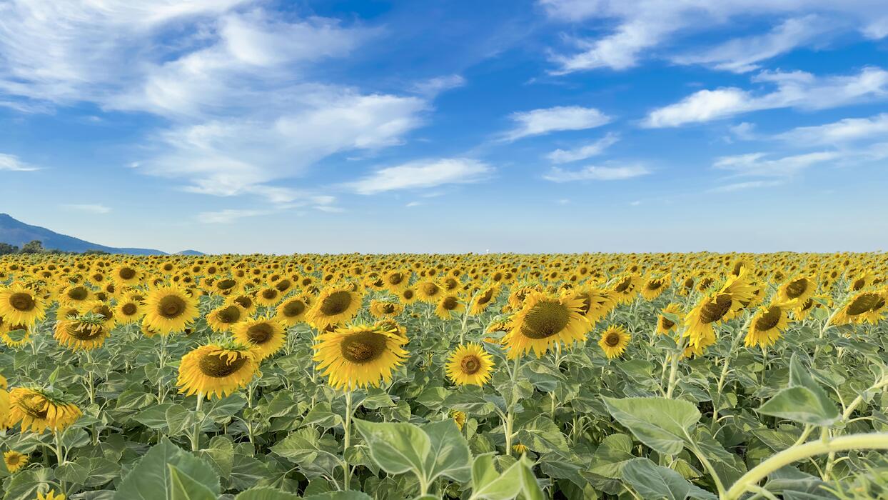 Rinden superiores a la media histórica para girasol, soja y maíz 