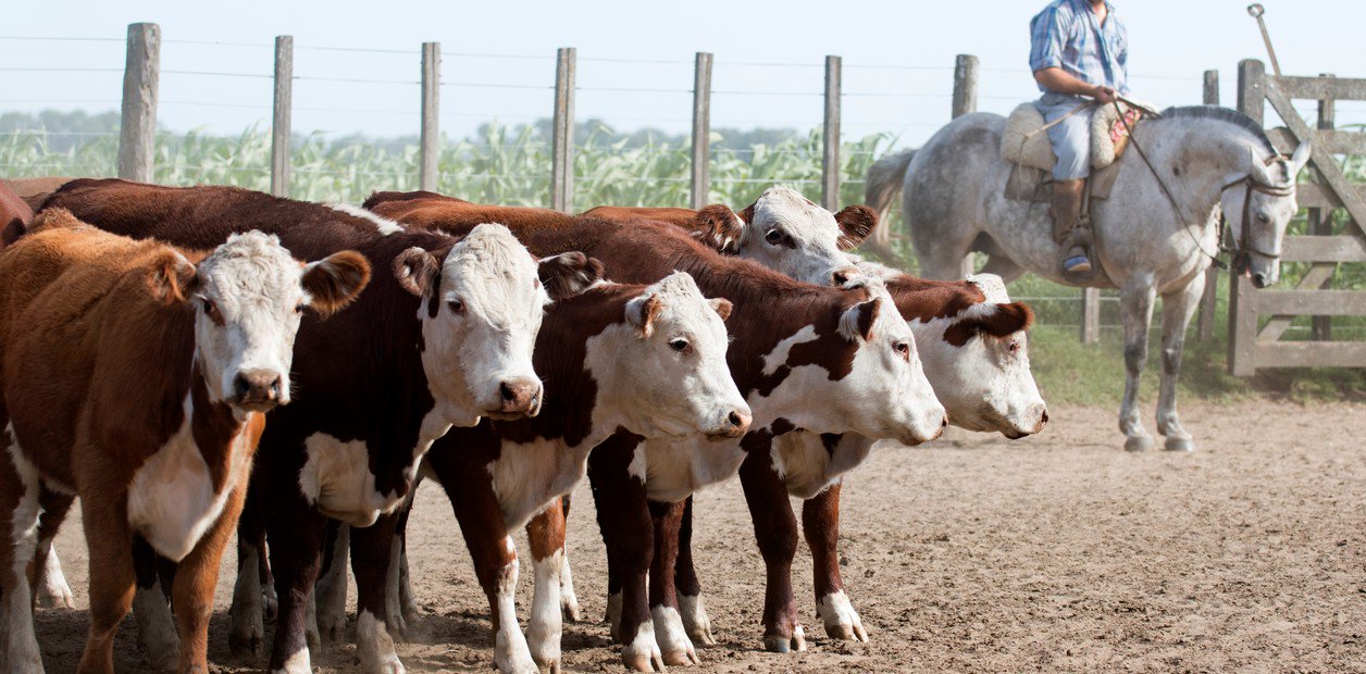 ¿Para quién estamos produciendo carne?