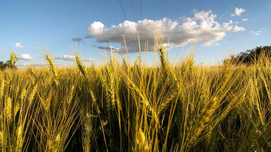 La cosecha de trigo ya superó las 22 millones de toneladas