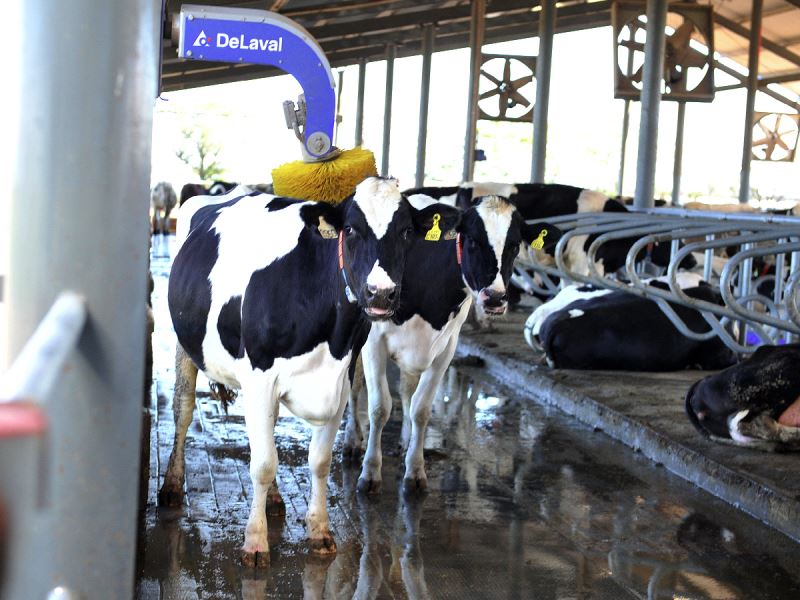 Industria láctea preocupada por efecto de 