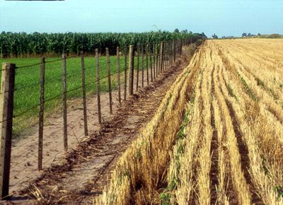 Los alquileres de campo en Córdoba suben 13% medidos en dólares