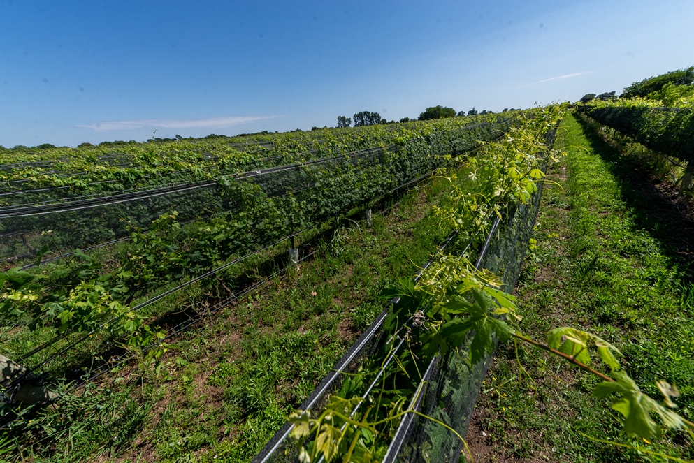 Turismo enológico: 23 bodegas para descubrir los sabores del vino