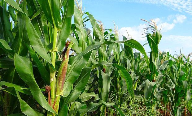 Las perdidas agrícolas en Córdoba ascienden a USD 7.700 millones