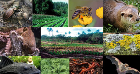 Agroecología y Bioindicadores para un modelo productivo sustentable